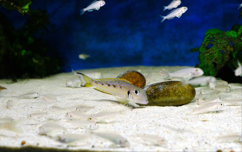 Xenotilapia singularis 'Kerenge Island'